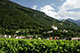 Vineyard, Vaduz, Liechtenstein