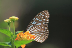 Butterfly Park, Kuala Lumpur