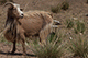 Cashmere Goat, Towards Kharakhorum, Mongolia