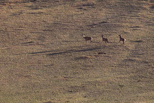 Deer, Khustai National Park, Mongolia