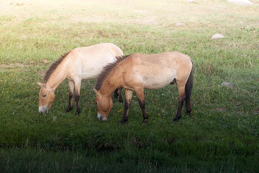 Takhi (Przewalski Horses), Khustai National Park, Mongolia