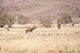 Kudu, Damaraland, Namibia