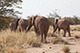 The Herd, Damaraland, Namibia