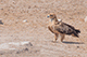 Eagle, Etosha, Namibia