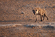 Hyena, Etosha, Namibia