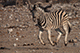 Zebra, Etosha, Namibia