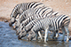 Zebras, Etosha, Namibia