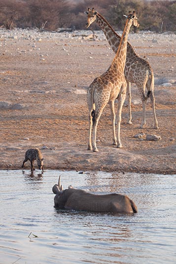 Watering Hole, Etosha, Namibia