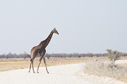 Giraffe Crossing, Etosha, Namibia