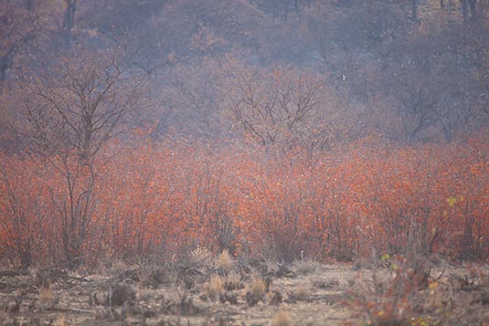 Vegetation, Ongava, Namibia