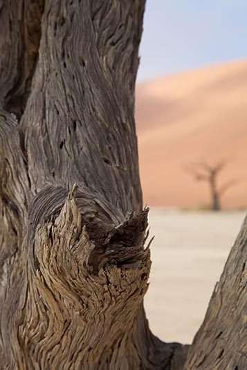 Camelthorn Trees, Deadvlei, Namibia