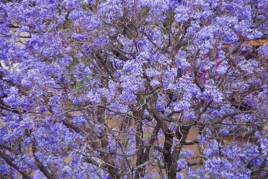 Jacaranda in Bloom, Windhoek, Namibia
