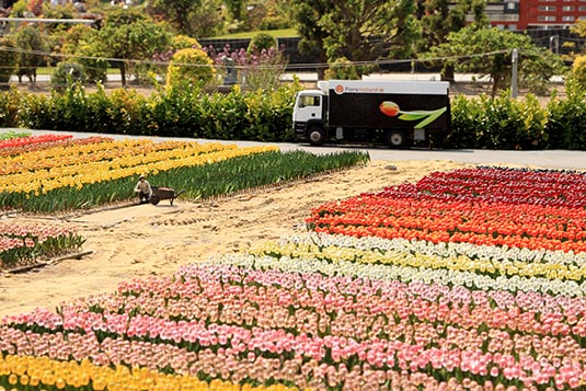 Tulip Fields, Madurodam, the Netherlands