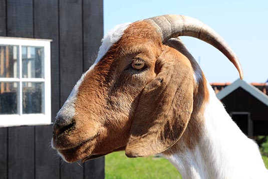Goat, Village, Zaanse Schans, the Netherlands