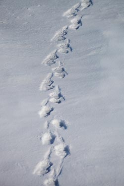 Polar Bear Tracks, Arctic Sea, Towards North Pole