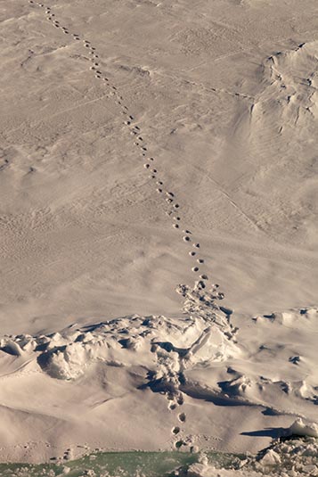Polar Bear Tracks, Arctic Sea, Towards North Pole