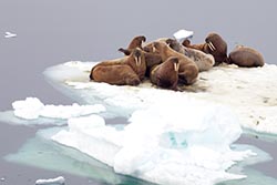 Walruses, Franz Josef Land, Russia