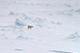 Polar Bear, Franz Josef Land, Russia