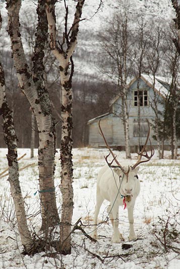 Reindeer Sledding, Norway