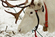 Reindeer, Norway