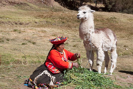 Local with Llama, Tambomachay, Cusco, Peru