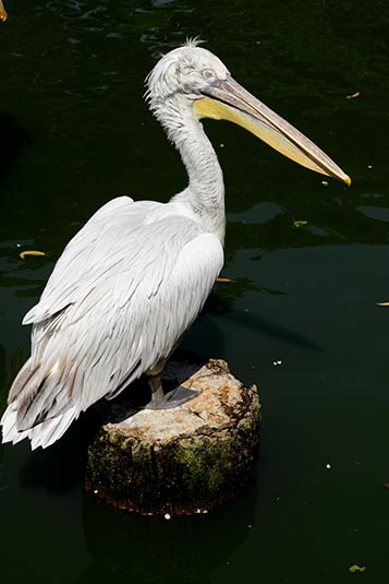 Pelican, Jurong Bird Park, Singapore