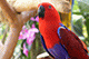 Parrots, Jurong Bird Park, Singapore