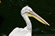 Pelican, Jurong Bird Park, Singapore