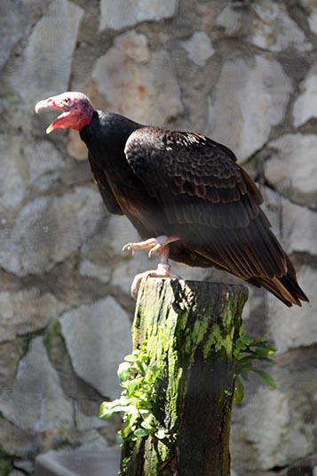 Vulture, Jurong Bird Park, Singapore