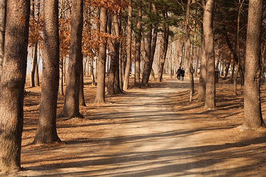 Korean Pine Tree Lane, Nami Island, Gabgwon-do, Near Seoul, South Korea