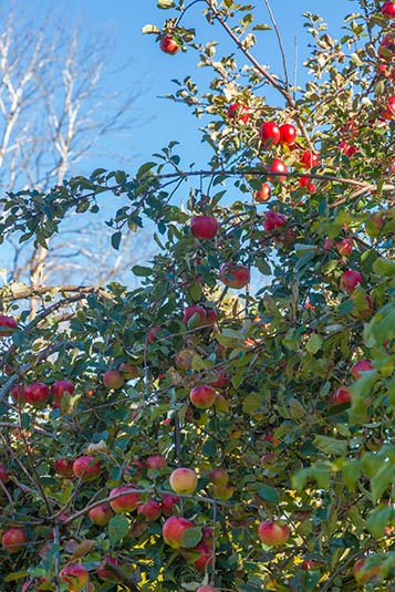 Apple Tree, Gamla Uppsala, Sweden