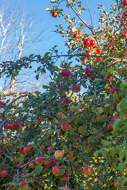 Apple Tree, Gamla Uppsala, Sweden