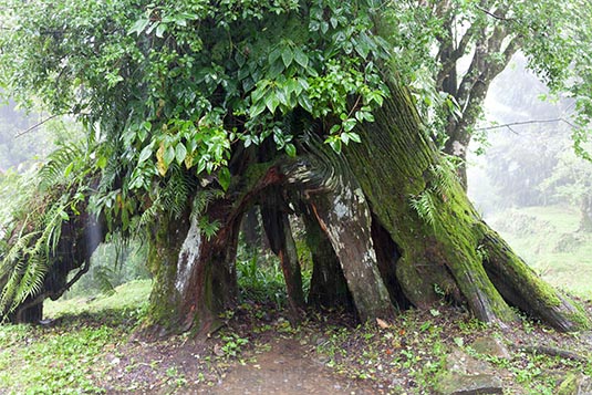 Ancient Tree, Alishan National Park, Taiwan