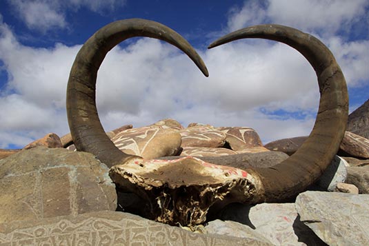 Yak's Horns, Yamdwar, Tibet, China