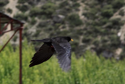 Bird in Flight, Nyalam, Tibet, China