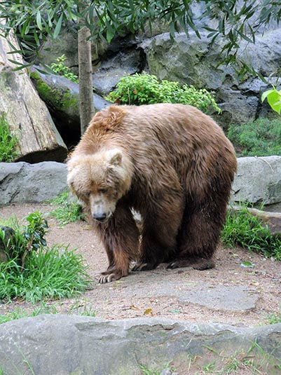 Bear, Taronga Zoo, Sydney