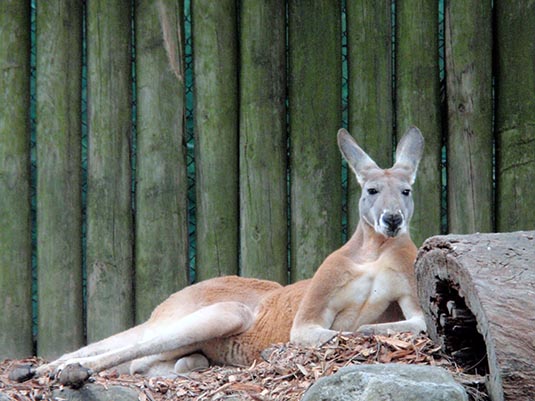 Kangaroo, Taronga Zoo, Sydney