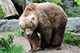 Bear, Taronga Zoo, Sydney