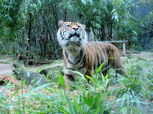 Tiger, Taronga Zoo, Sydney
