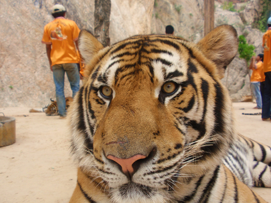 Tiger Temple, Kanchanaburi, Thailand