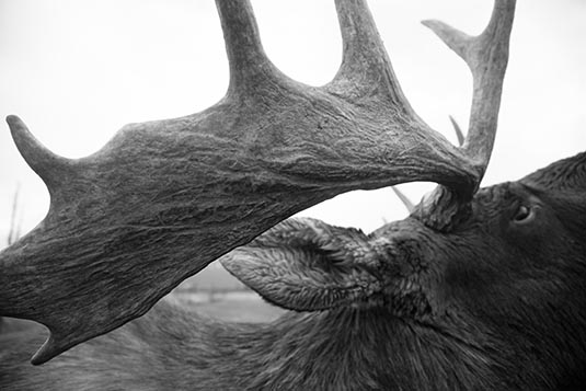 Moose Antlers, Wildlife Coservation Centre, Anchorage, Alaska, USA