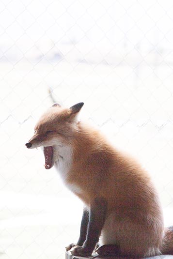 Red Fox, Wildlife Coservation Centre, Anchorage, Alaska, USA