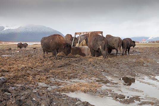 Wood Bison, Wildlife Coservation Centre, Anchorage, Alaska, USA