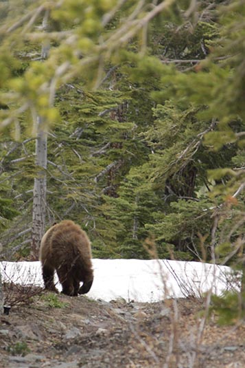 Baby Bear, Mammoth Lakes, California, USA