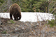 Baby Bear, Mammoth Lakes, California, USA
