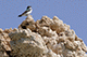 A Bird, Mono Lake, California, USA