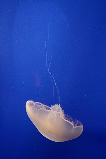 Jelly, Monterey Bay Aquarium, Monterey Bay, California, USA