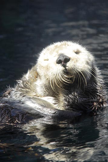 Otter, Monterey Bay Aquarium, Monterey Bay, California, USA