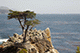 The Lonely Cypress, 17-mile Drive, Pebble Beach, California, USA