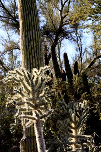 Cactus, Living the Desert, Palm Desert, California, USA